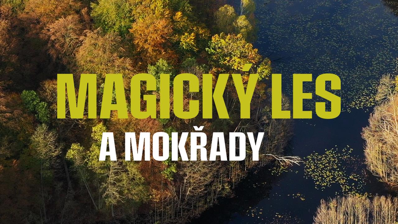 Magický les a mokřady