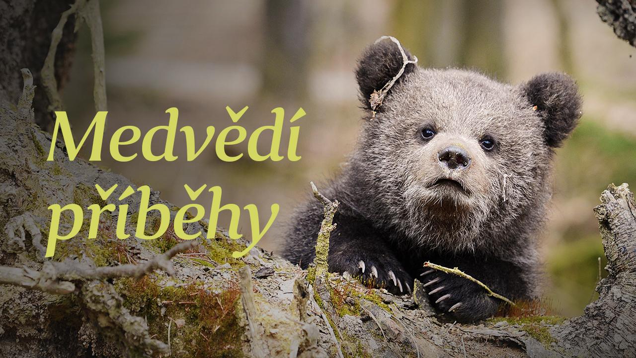 Medvědí příběhy