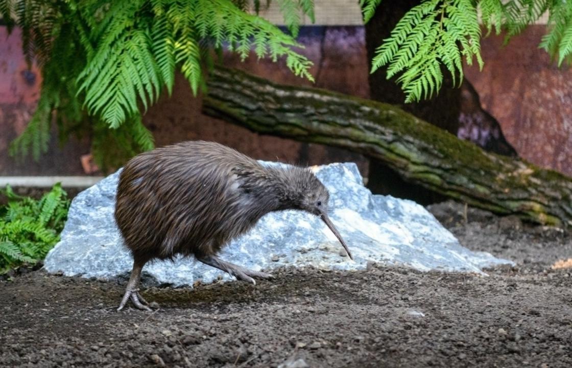 ZOO - živé muzeum? / 26.08.2024, 04:35